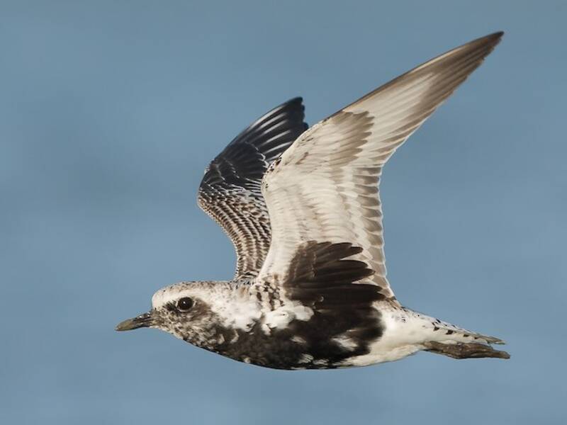 Black-bellied Plover, 照片 4