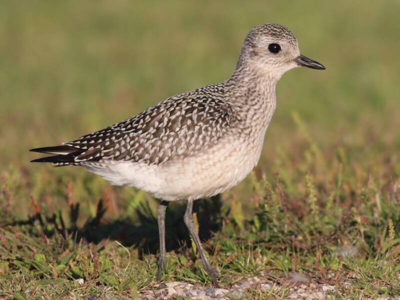 Black-bellied Plover, 照片 3