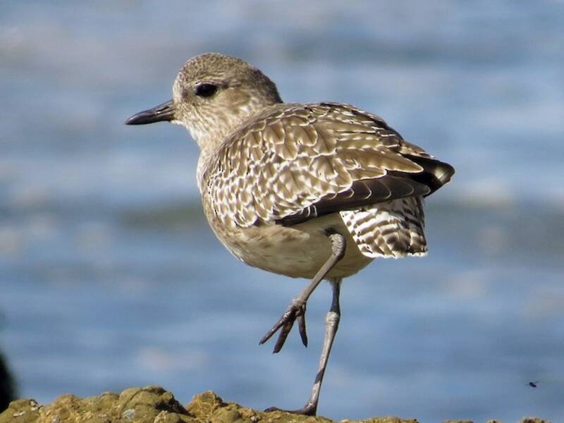 Black-bellied Plover, 照片 2