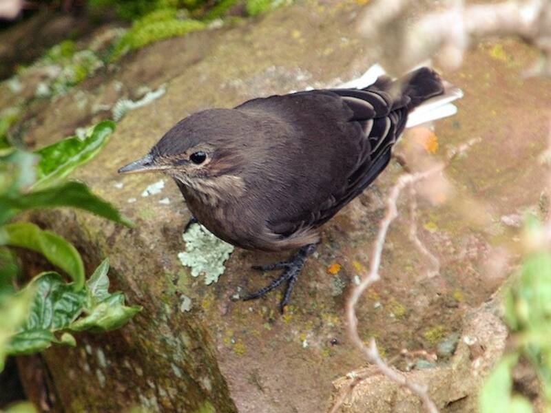 Tirano Alcaudón Piquinegro, Fotos 4