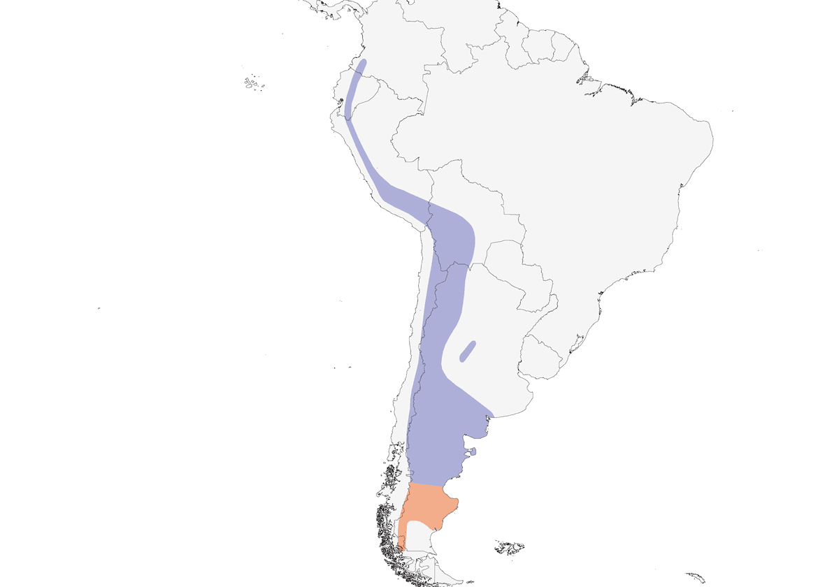Tirano Alcaudón Piquinegro, Distribución 1