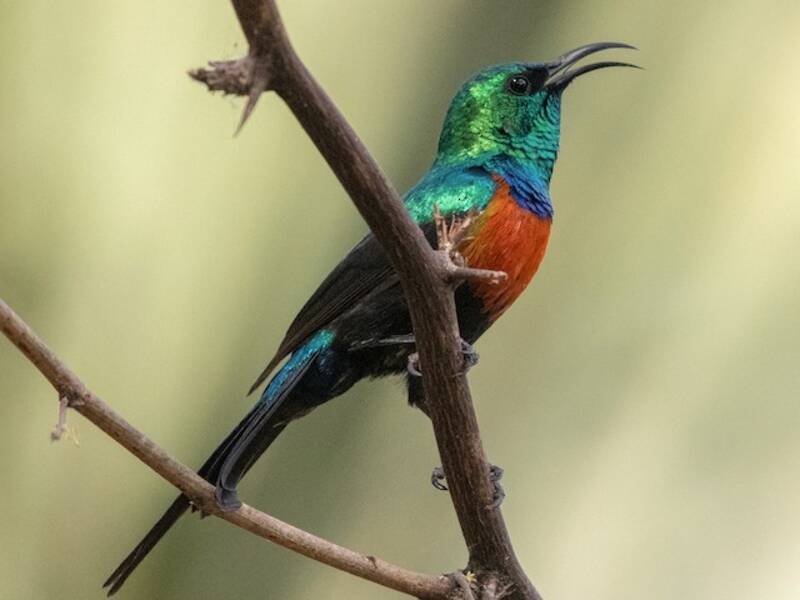 Nettarinia ventrenera
