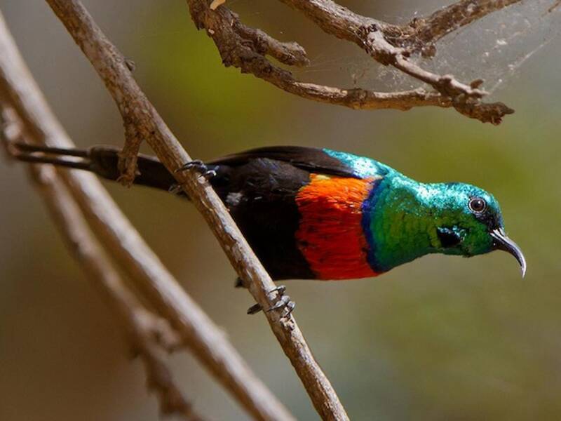 Black-bellied Sunbird, Photos 4