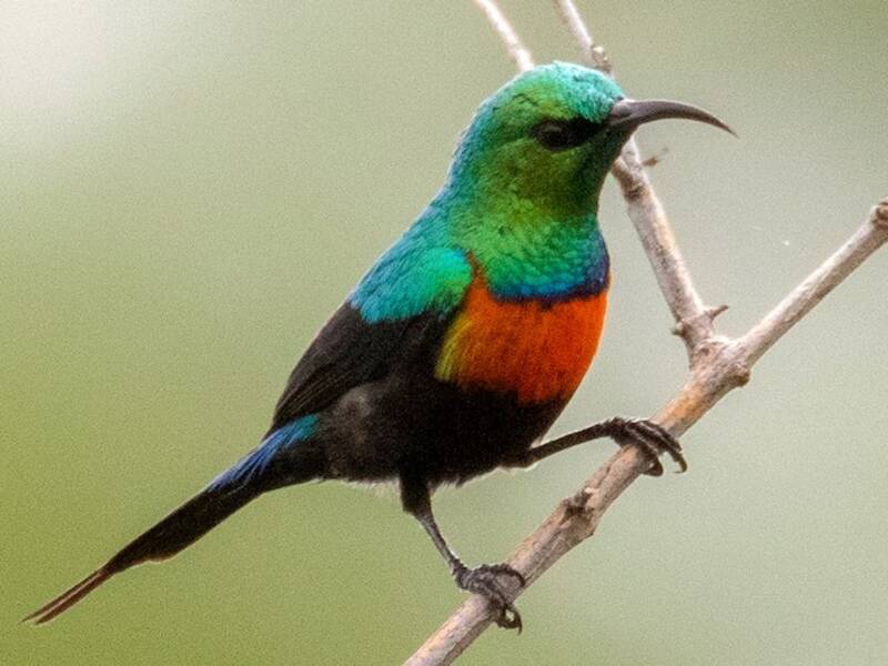 Black-bellied Sunbird, Photos 3