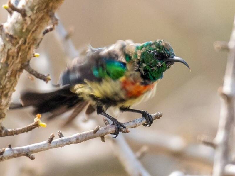 Black-bellied Sunbird, Photos 2