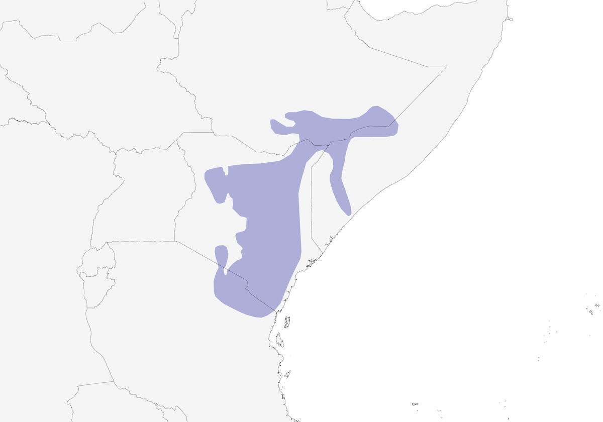 Black-bellied Sunbird, Distribution 1