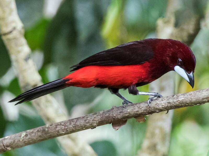 Black-bellied Tanager
