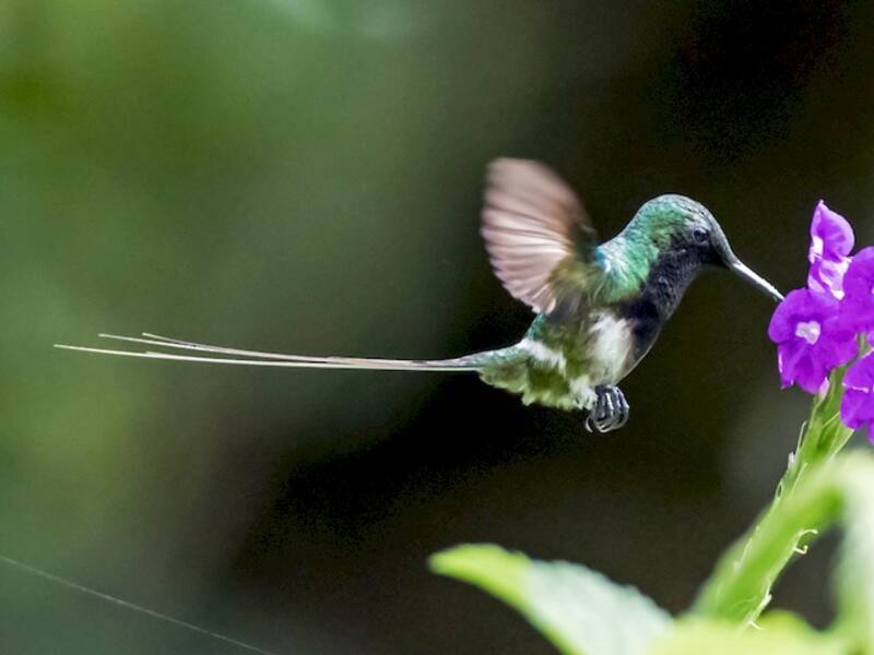 Black-bellied Thorntail, 照片 2