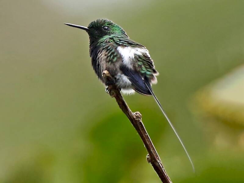 Black-bellied Thorntail, 照片 3