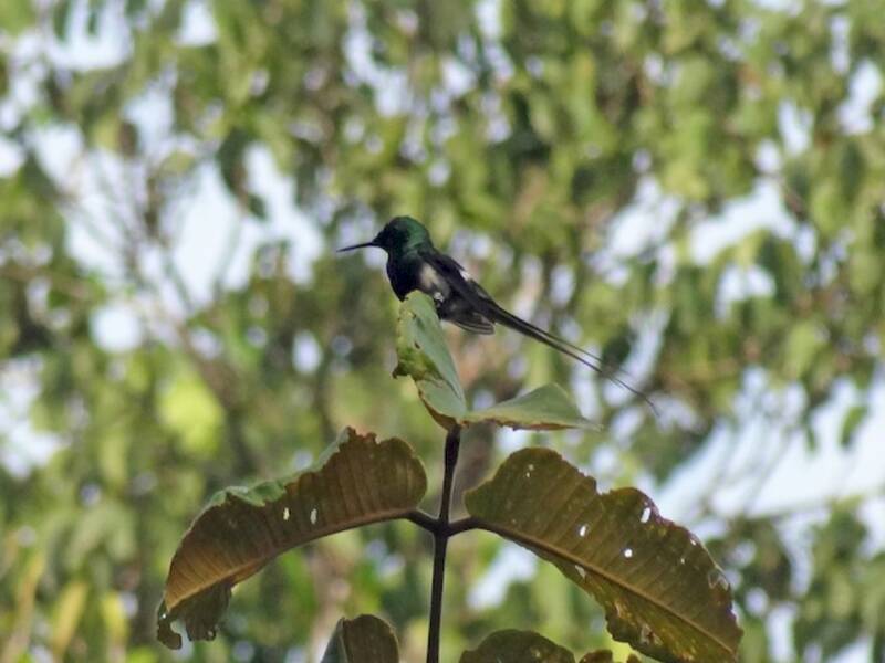 Black-bellied Thorntail, 照片 4