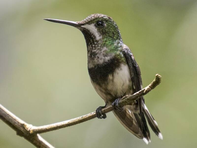 Black-bellied Thorntail