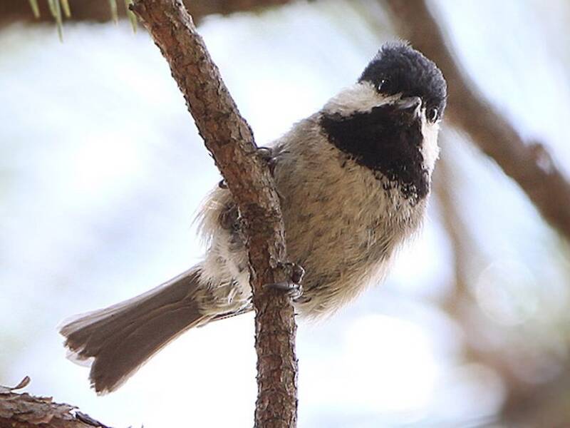 Cincia bavaglina nera, Foto 2