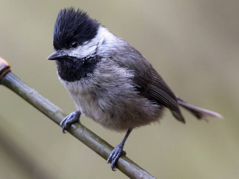Black-bibbed Tit