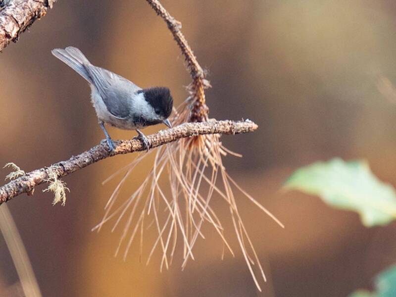Cincia bavaglina nera, Foto 4
