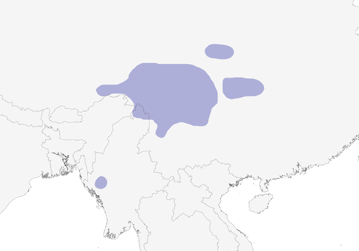 Cincia bavaglina nera, Distribuzione 1