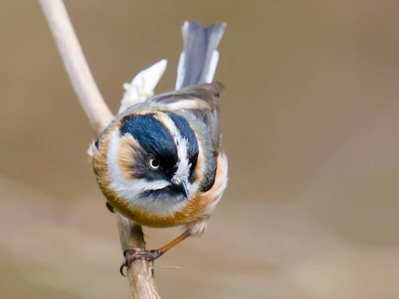 Mésange à sourcils noirs, Photos 4