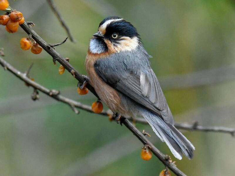 Mésange à sourcils noirs