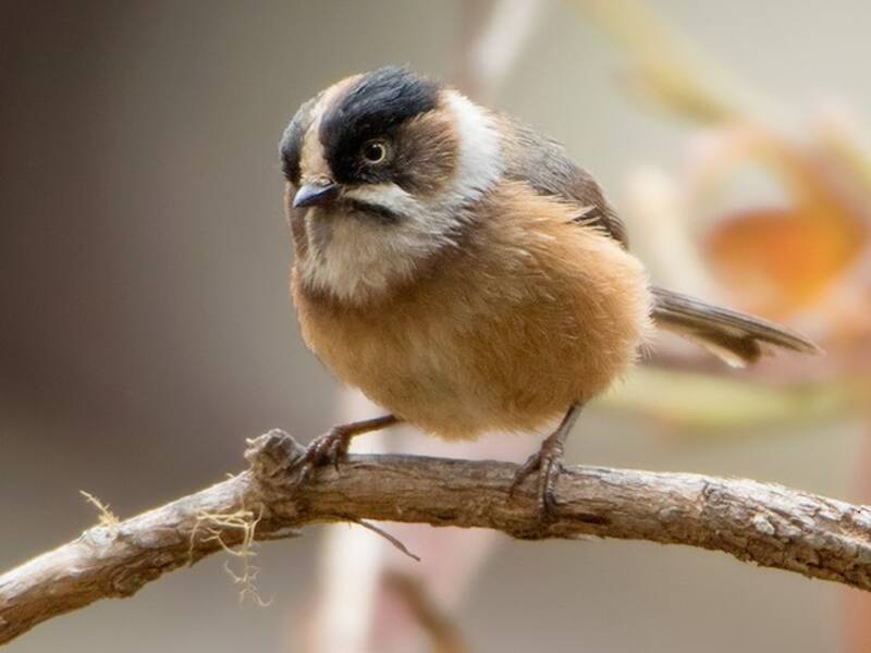 Mésange à sourcils noirs, Photos 2