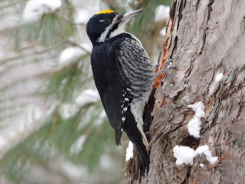 Black-backed Woodpecker, Photos 2