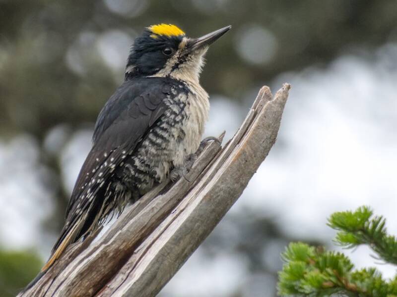 Black-backed Woodpecker, Photos 4