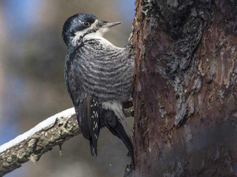 Black-backed Woodpecker