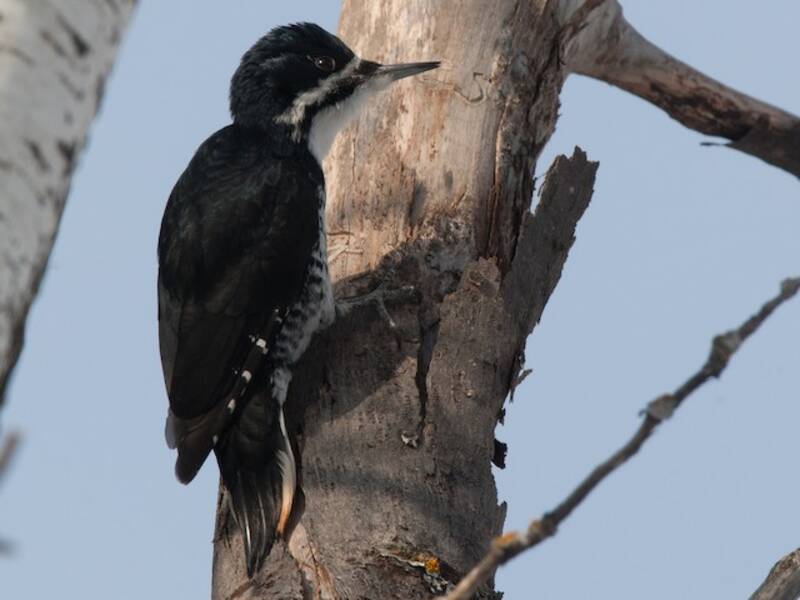 Black-backed Woodpecker, Photos 3