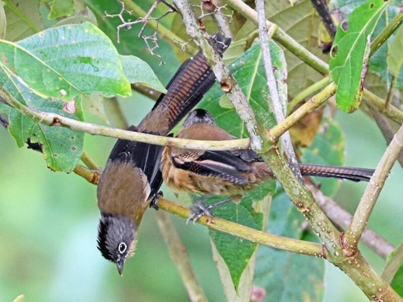Actinodura coroninegra - Actinodura sodangorum