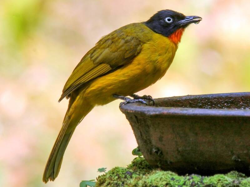 Flame-throated Bulbul, Photos 2