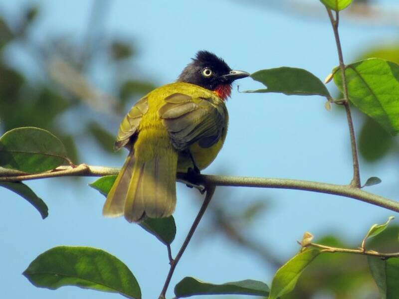 Flame-throated Bulbul, Photos 4