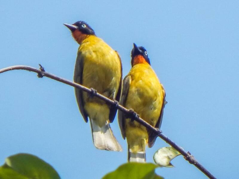 Flame-throated Bulbul, Photos 3