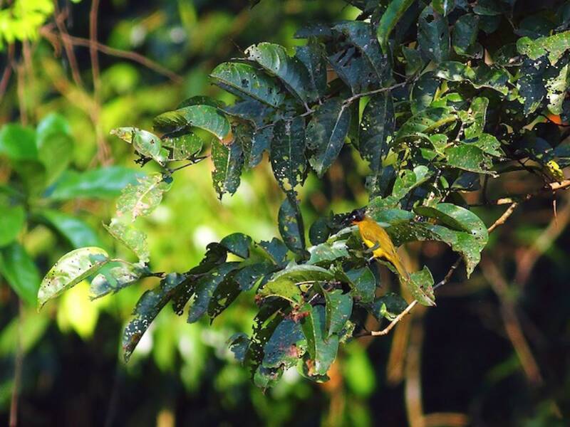Flame-throated Bulbul, Photos 1