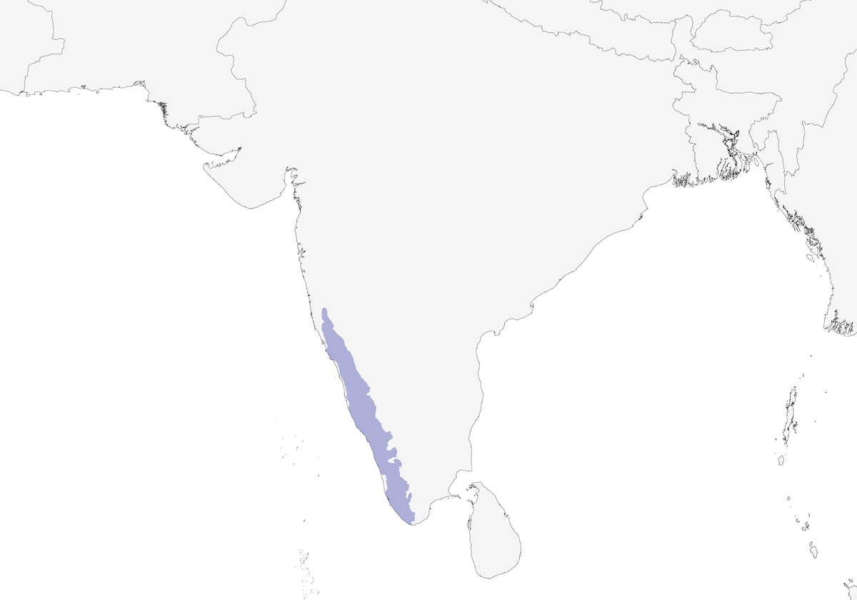 Flame-throated Bulbul, Distribution 1