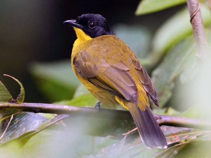 Black-capped Bulbul, Photos 2