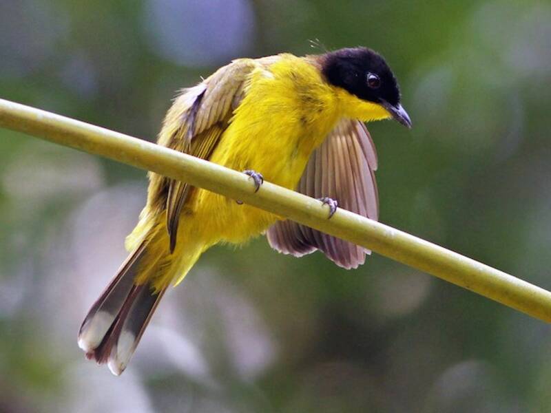 Black-capped Bulbul, Photos 3