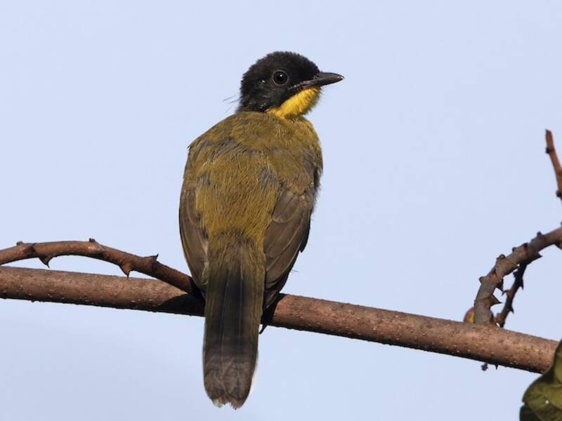 Black-capped Bulbul, Photos 4