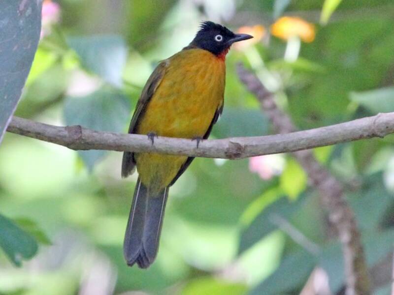 Ruby-throated Bulbul, 照片 3