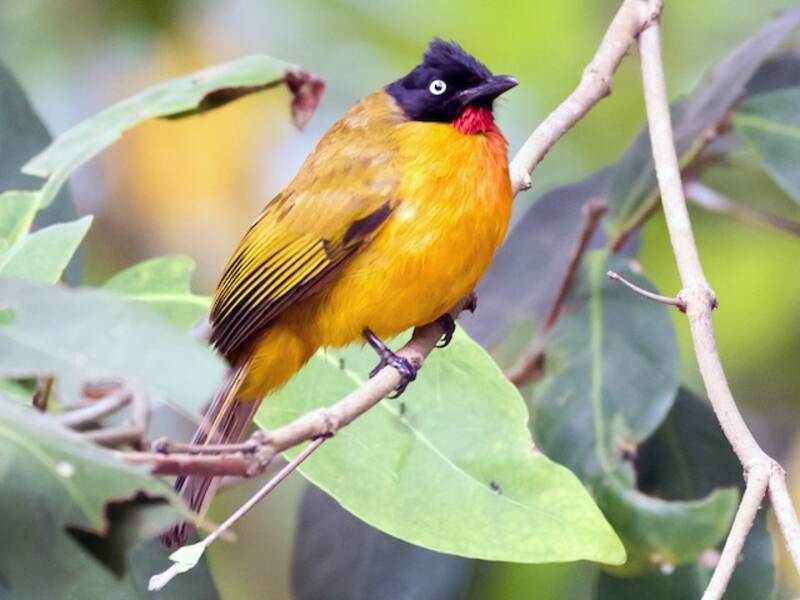 Ruby-throated Bulbul, 照片 4