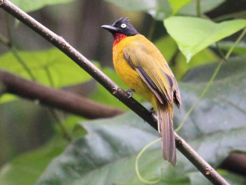 Ruby-throated Bulbul