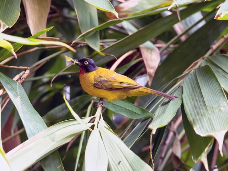 Ruby-throated Bulbul, 照片 2