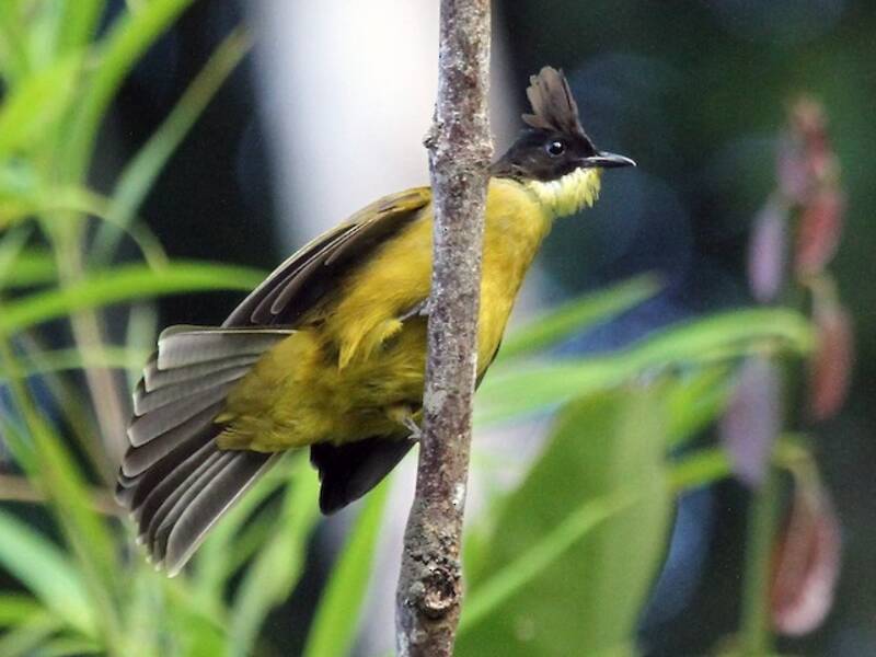 Bornean Bulbul