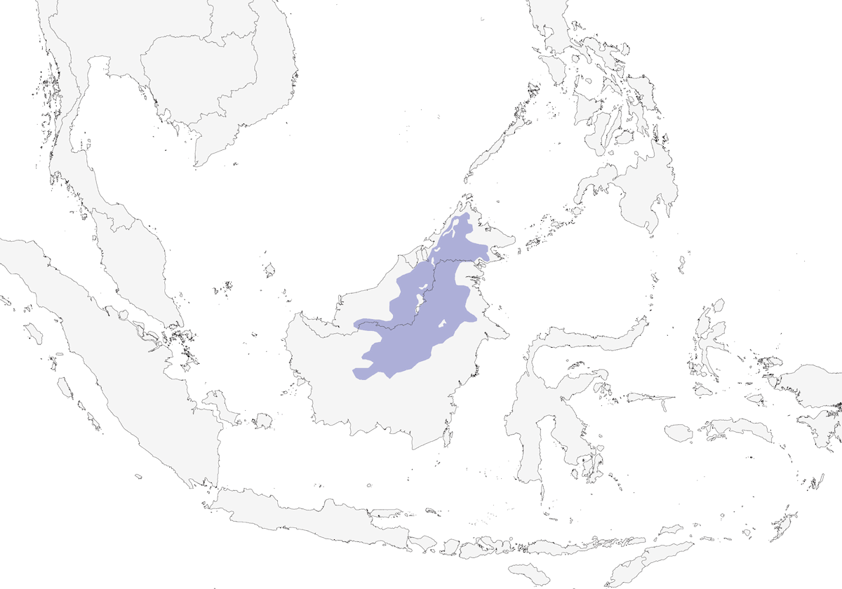 Borneo-Bülbül, Verbreitung 1