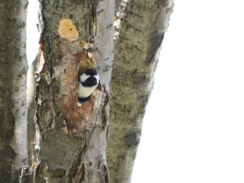 Black-capped Chickadee (Poecile atricapillus)