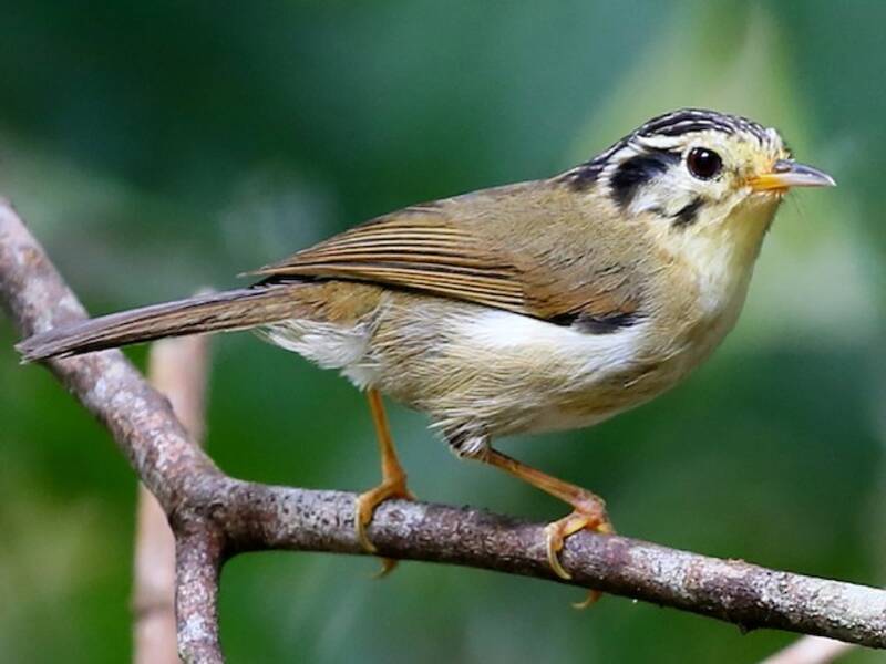 Black-crowned Fulvetta, Photos 4