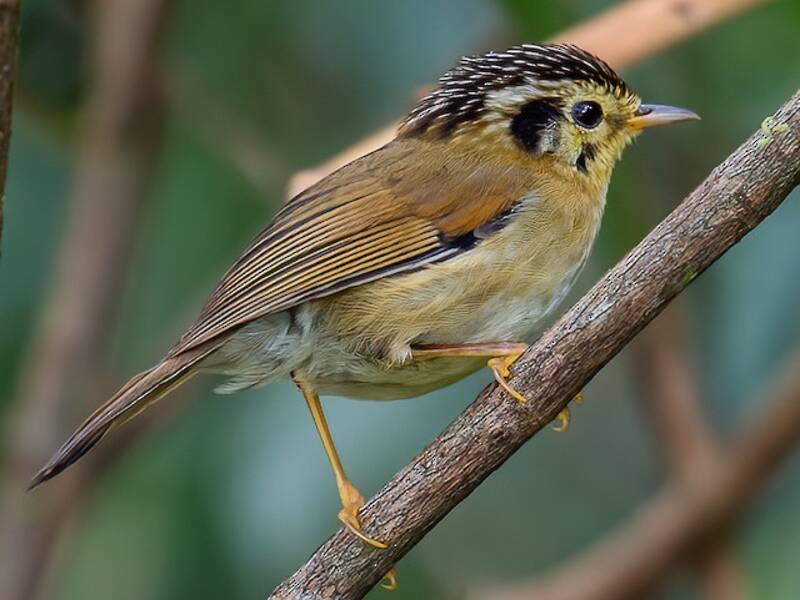 Black-crowned Fulvetta, Photos 2