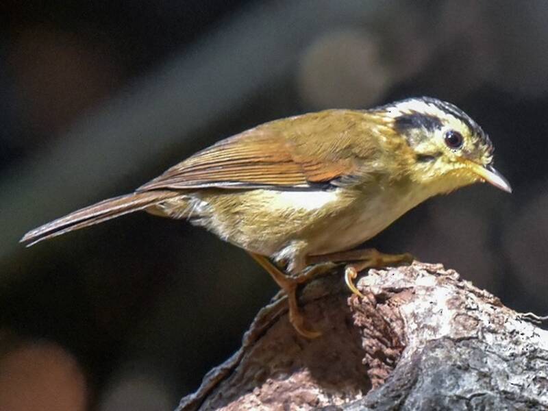 Black-crowned Fulvetta, Photos 3
