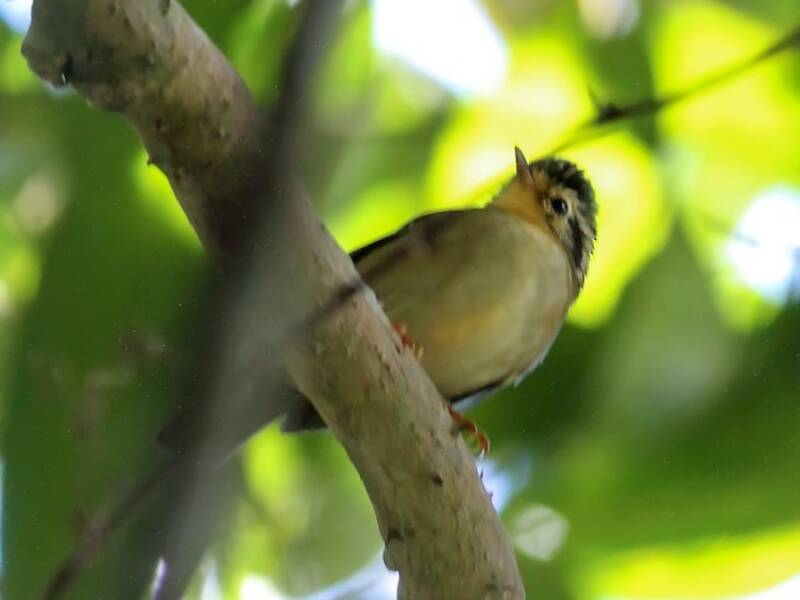 Black-crowned Fulvetta