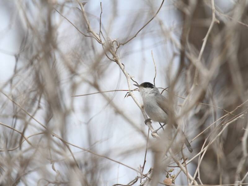 Black-capped Gnatcatcher (Polioptila nigriceps)