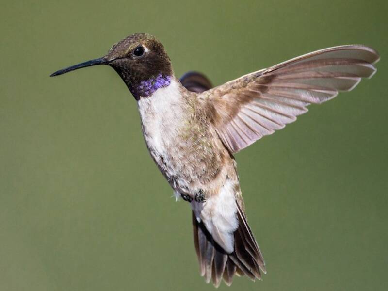 Colibrì gola nera, Foto 4
