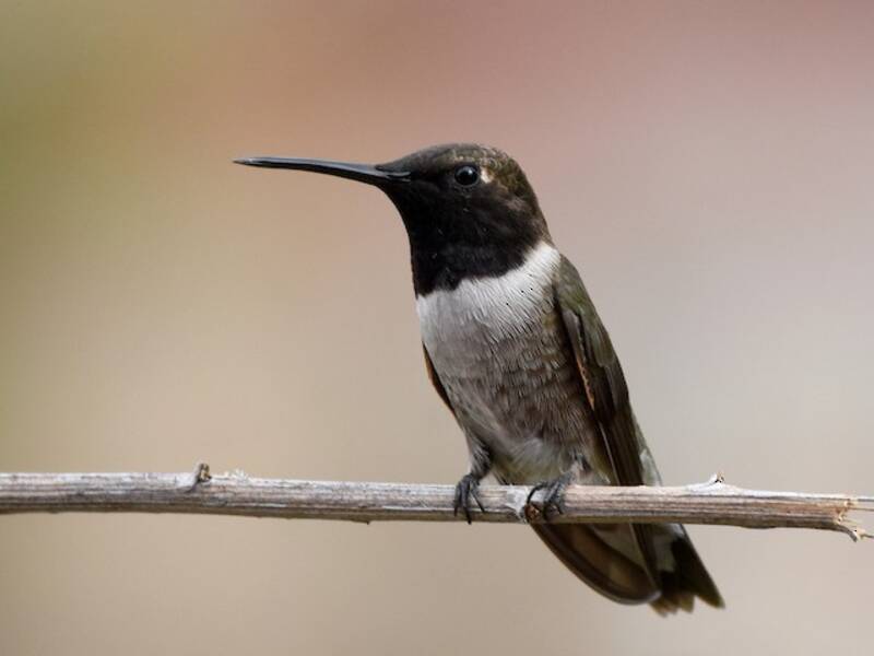 Colibrì gola nera, Foto 3