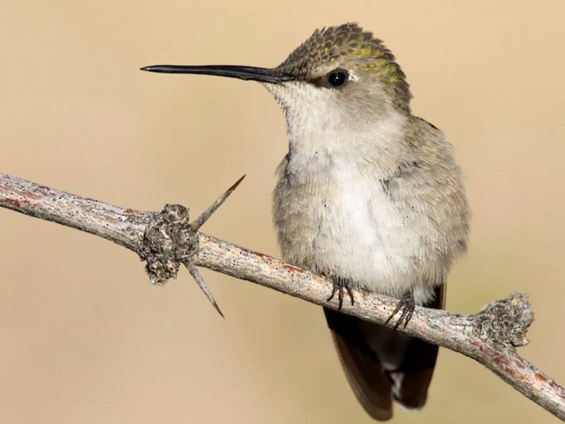 Colibrì gola nera